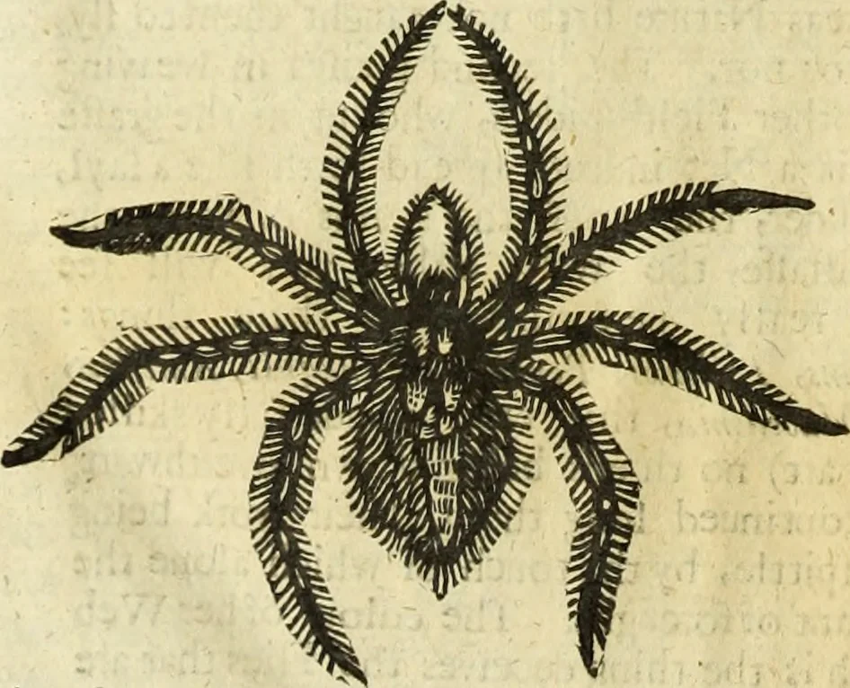 An illustration from The history of four-footed beasts and serpents., 1658, leaf 1033