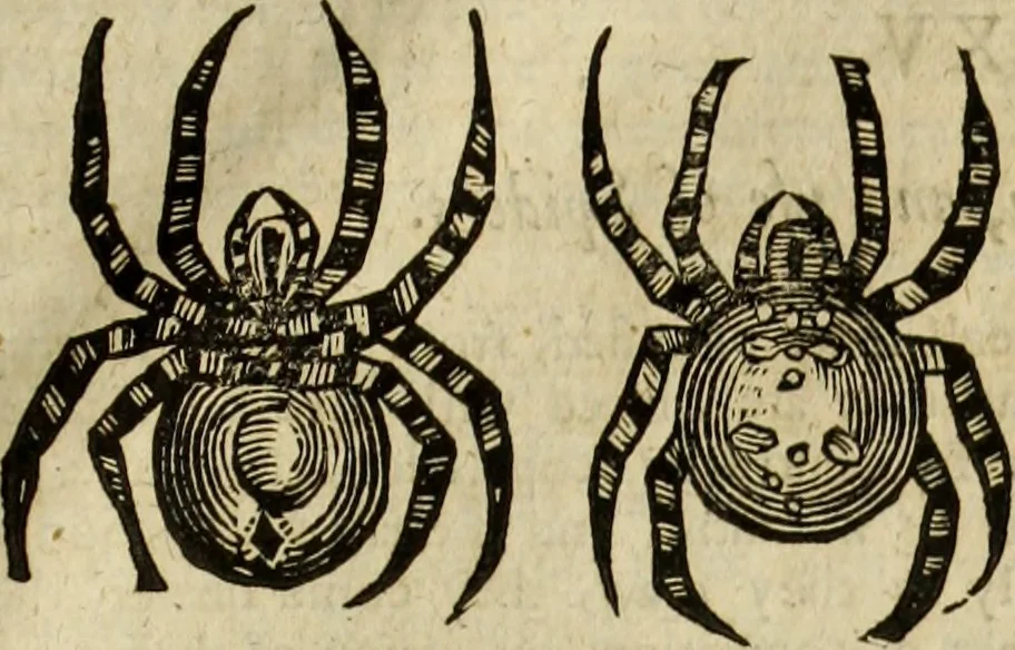 An illustration from The history of four-footed beasts and serpents., 1658, leaf 1034