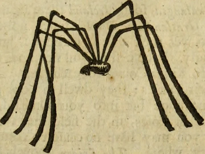 An illustration from The history of four-footed beasts and serpents., 1658, leaf 1034