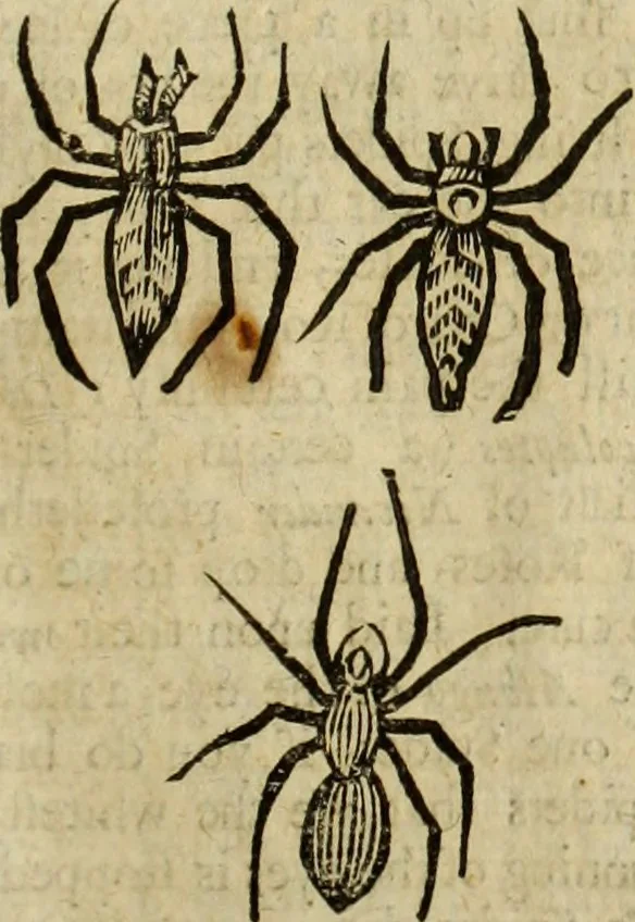 An illustration from The history of four-footed beasts and serpents., 1658, leaf 1034