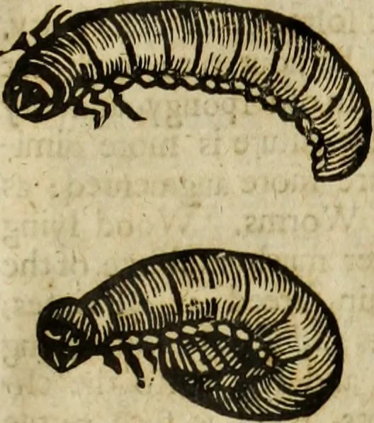 An illustration from The history of four-footed beasts and serpents., 1658, leaf 1046
