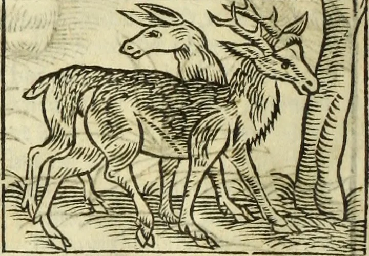 An illustration from The history of four-footed beasts and serpents., 1658, leaf 105