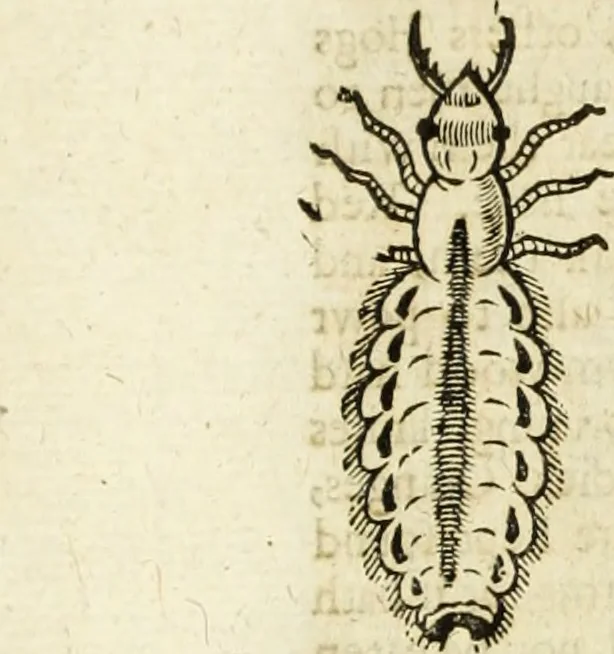 An illustration from The history of four-footed beasts and serpents., 1658, leaf 1053