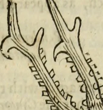 An illustration from The history of four-footed beasts and serpents., 1658, leaf 106