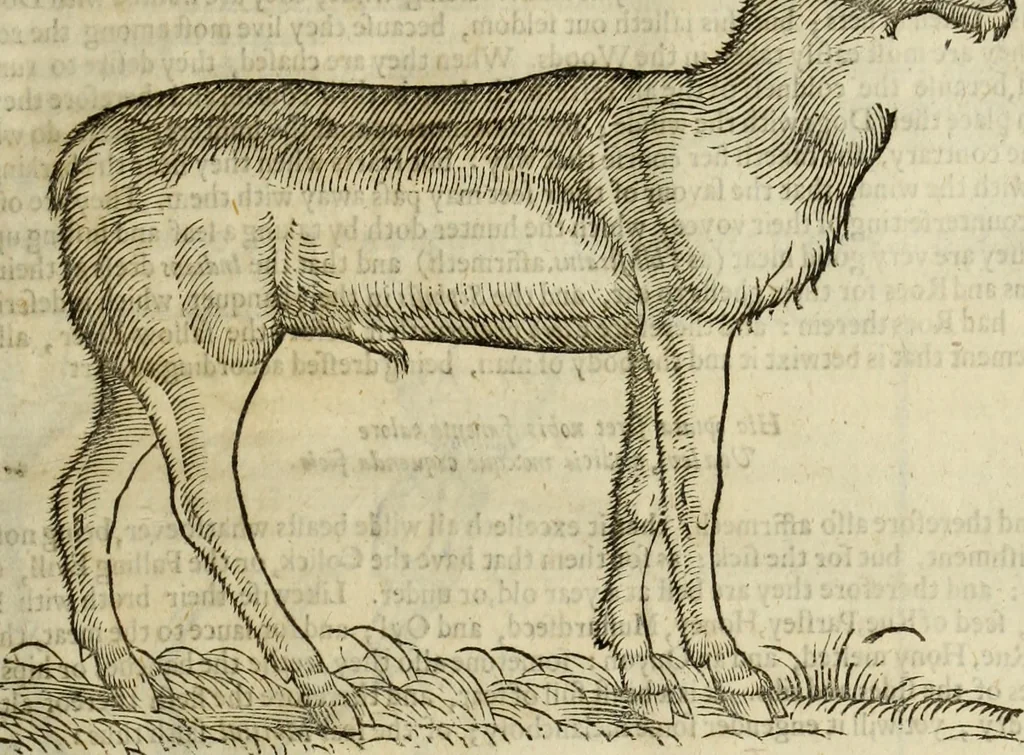 An illustration from The history of four-footed beasts and serpents., 1658, leaf 106