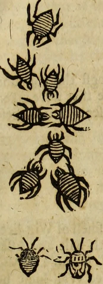 An illustration from The history of four-footed beasts and serpents., 1658, leaf 1060