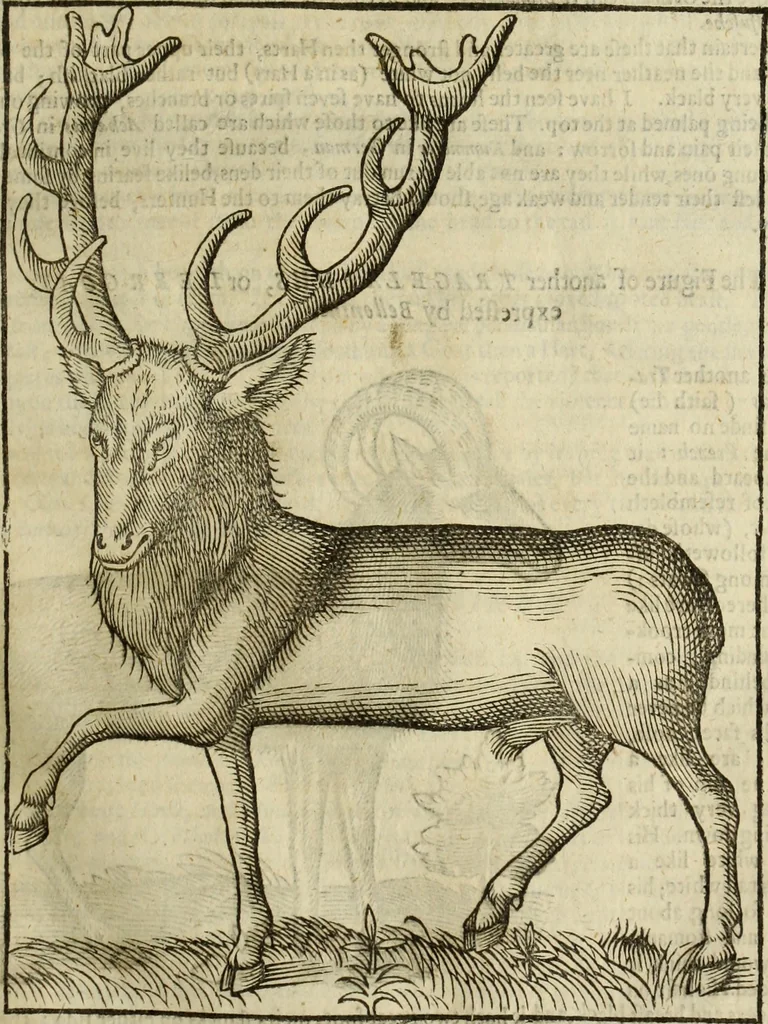 An illustration from The history of four-footed beasts and serpents., 1658, leaf 108