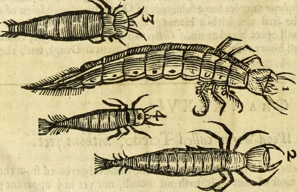 An illustration from The history of four-footed beasts and serpents., 1658, leaf 1089