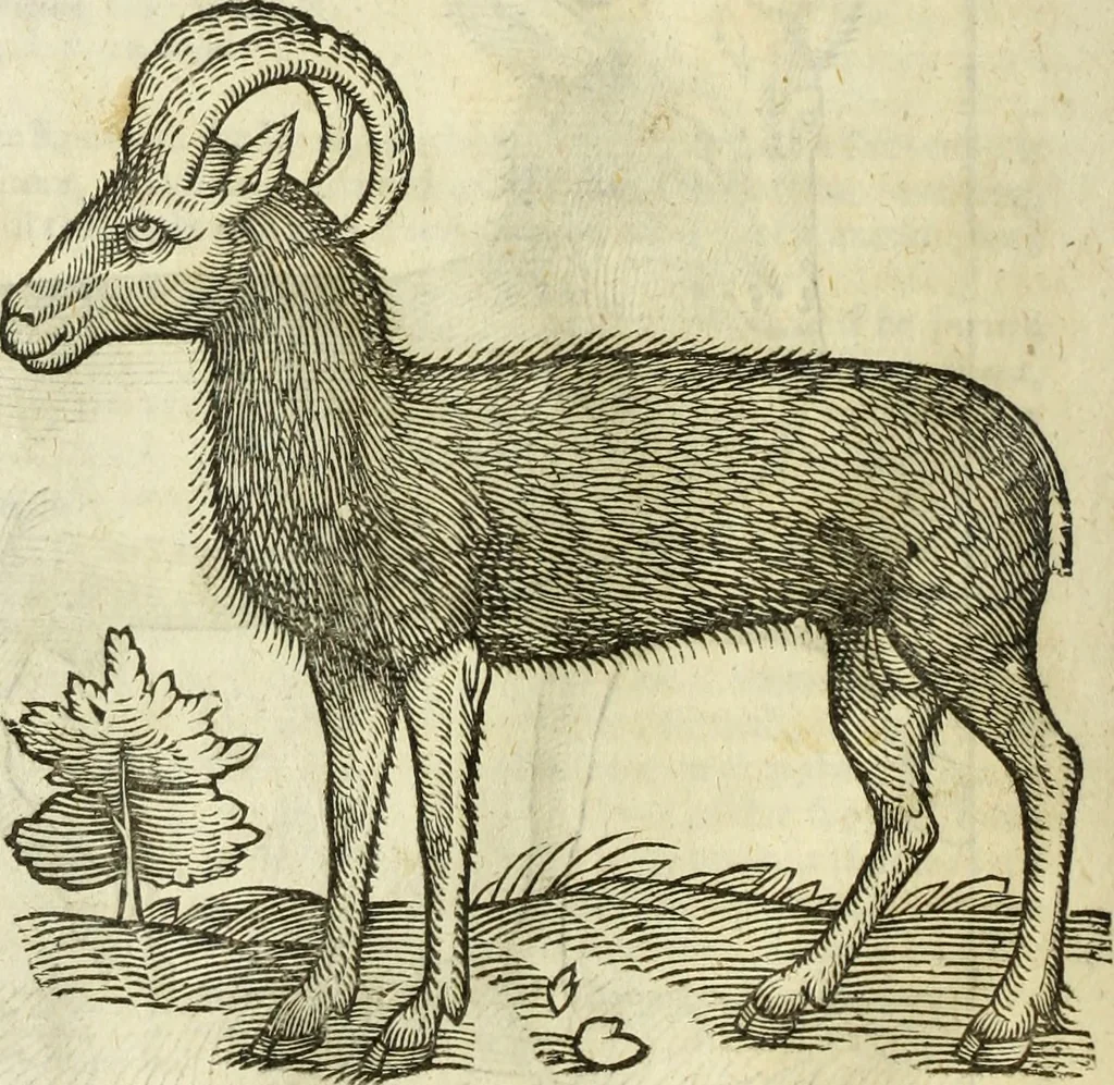 An illustration from The history of four-footed beasts and serpents., 1658, leaf 109