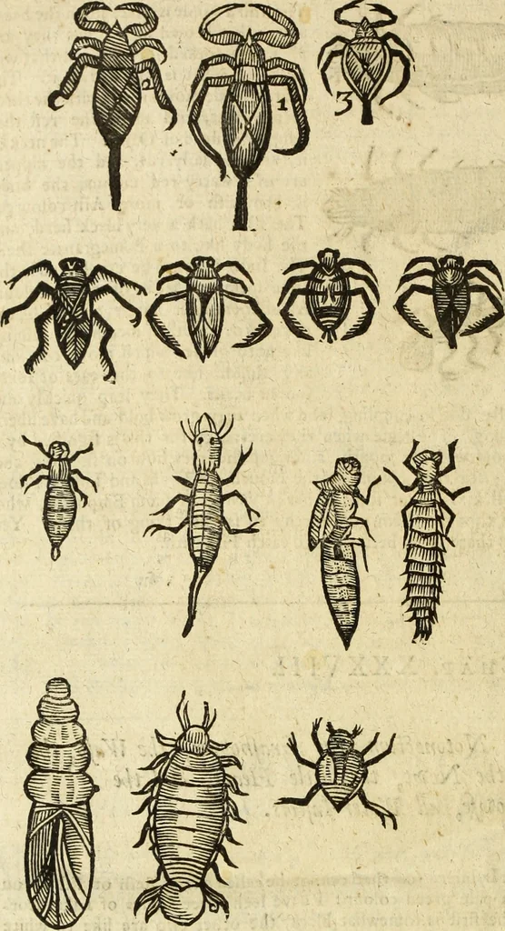 An illustration from The history of four-footed beasts and serpents., 1658, leaf 1091