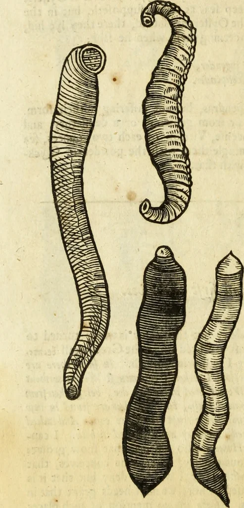 An illustration from The history of four-footed beasts and serpents., 1658, leaf 1093