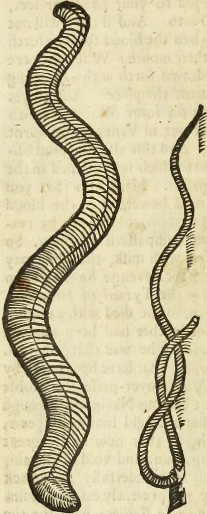 An illustration from The history of four-footed beasts and serpents., 1658, leaf 1095