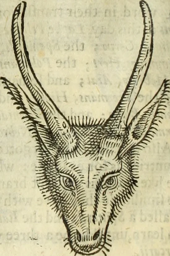An illustration from The history of four-footed beasts and serpents., 1658, leaf 111