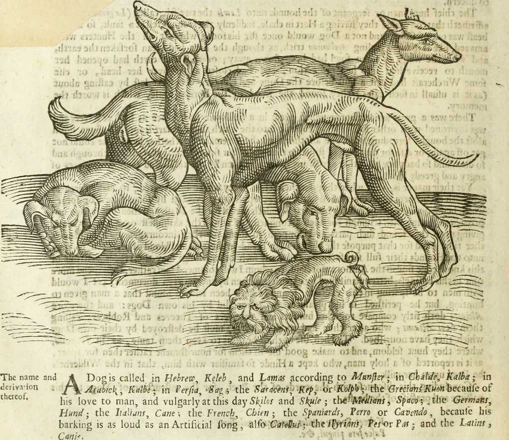 An illustration from The history of four-footed beasts and serpents., 1658, leaf 123