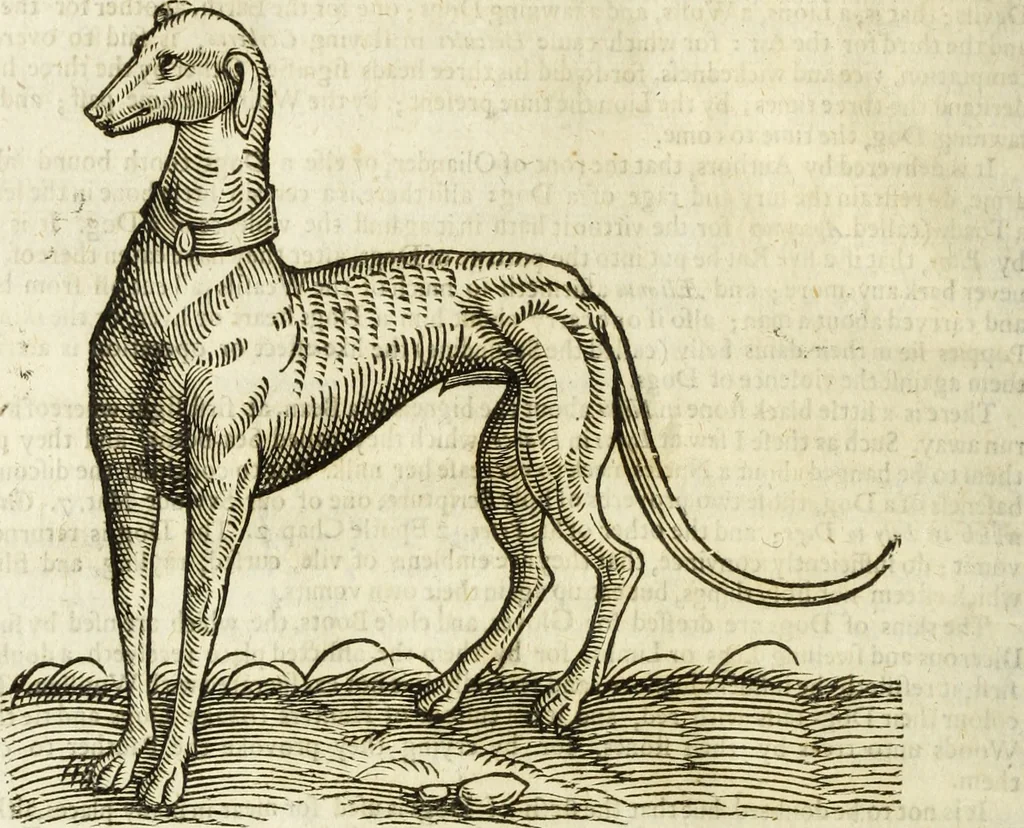 An illustration from The history of four-footed beasts and serpents., 1658, leaf 129
