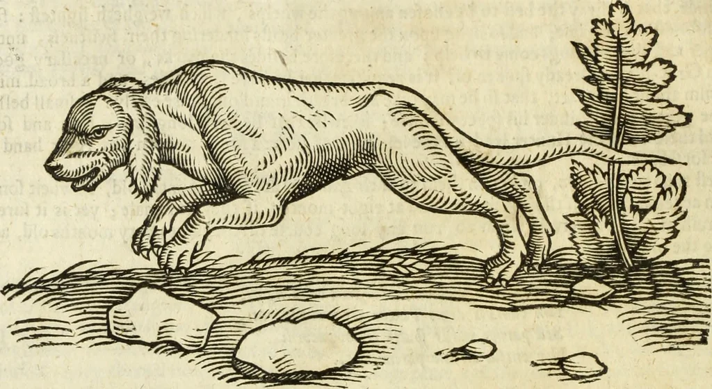 An illustration from The history of four-footed beasts and serpents., 1658, leaf 133