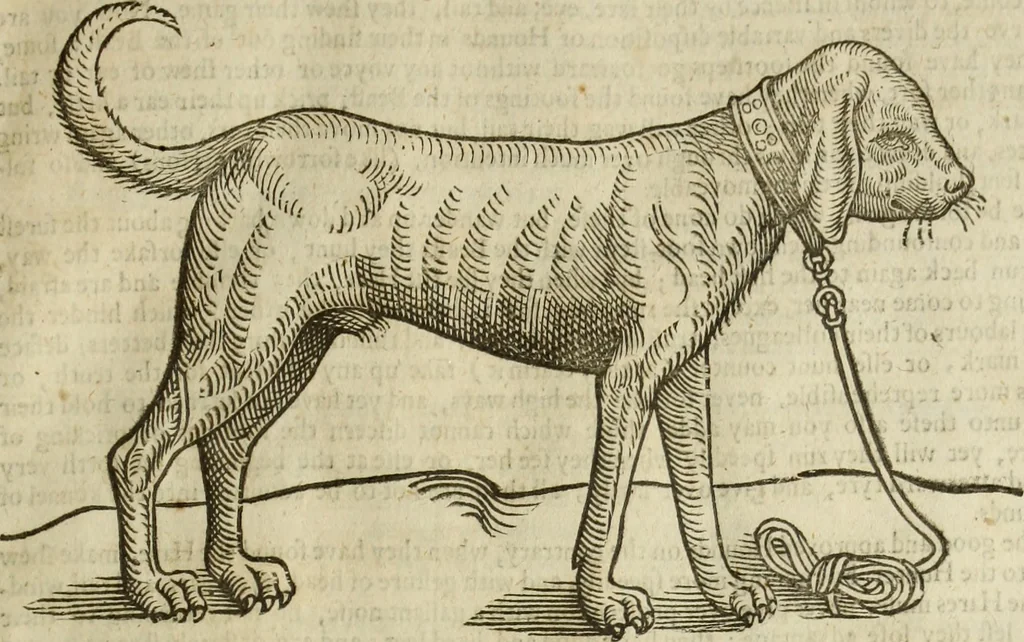 An illustration from The history of four-footed beasts and serpents., 1658, leaf 134