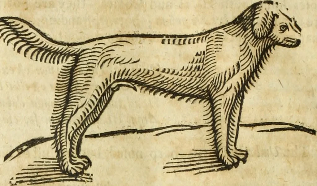 An illustration from The history of four-footed beasts and serpents., 1658, leaf 137