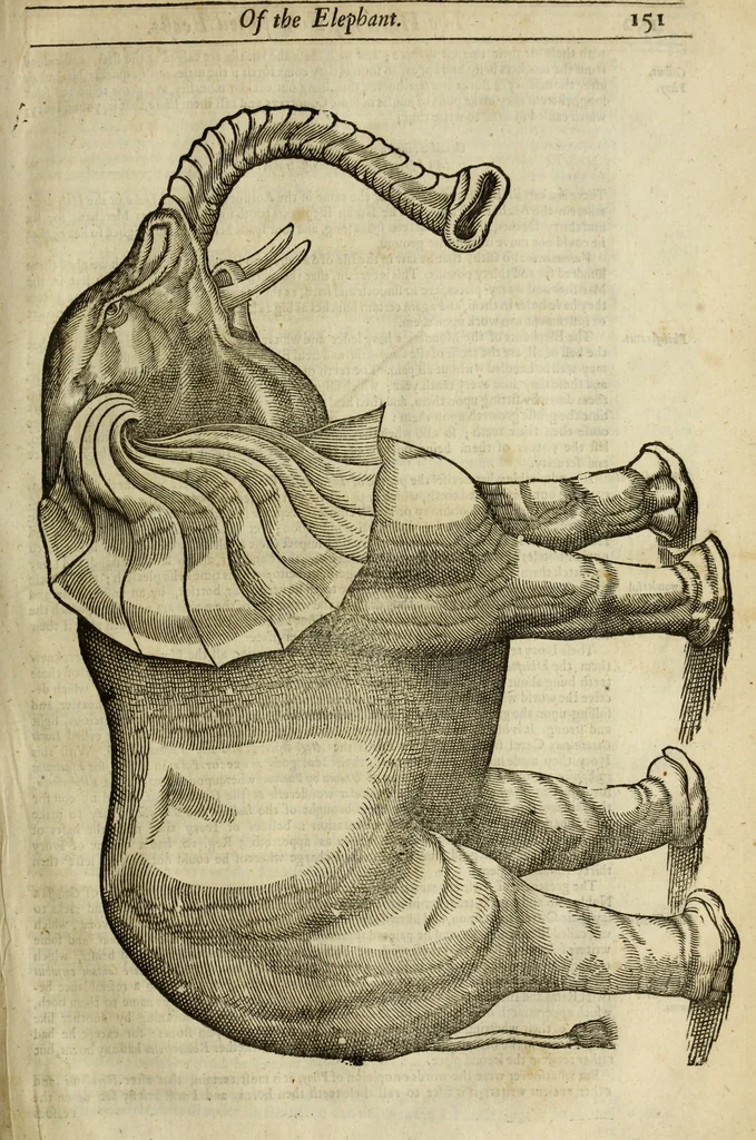 An illustration from The history of four-footed beasts and serpents., 1658, leaf 166