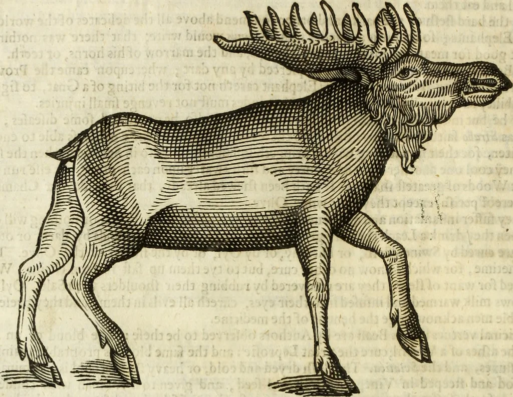 An illustration from The history of four-footed beasts and serpents., 1658, leaf 181