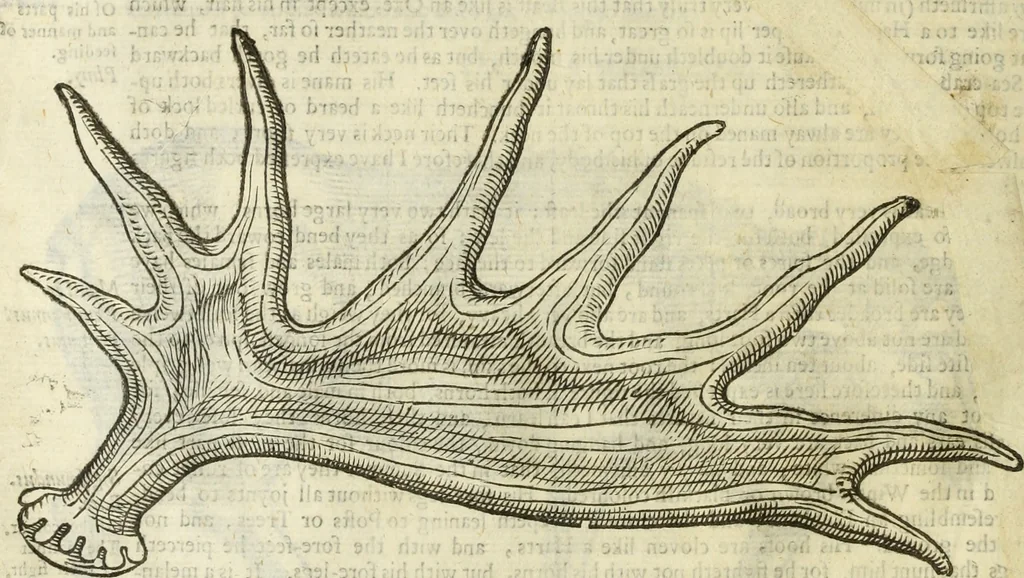 An illustration from The history of four-footed beasts and serpents., 1658, leaf 183