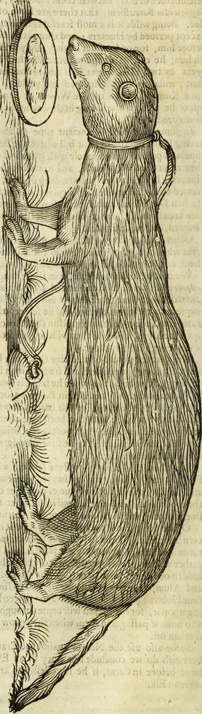 An illustration from The history of four-footed beasts and serpents., 1658, leaf 185