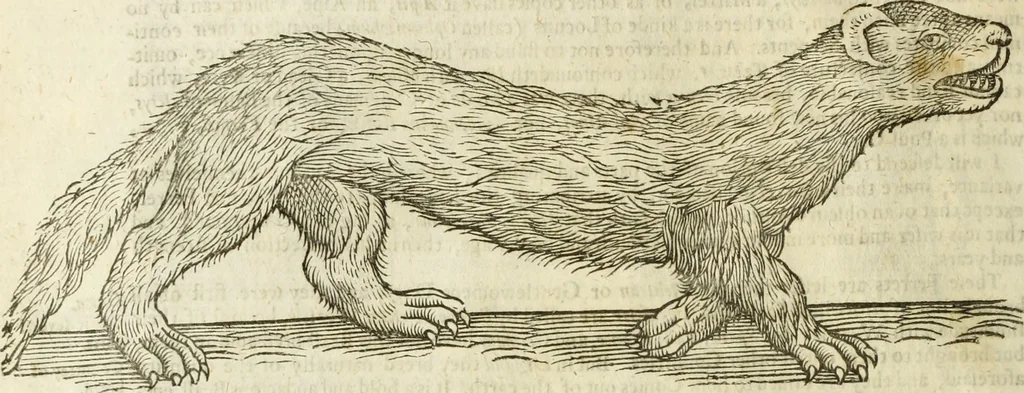 An illustration from The history of four-footed beasts and serpents., 1658, leaf 187