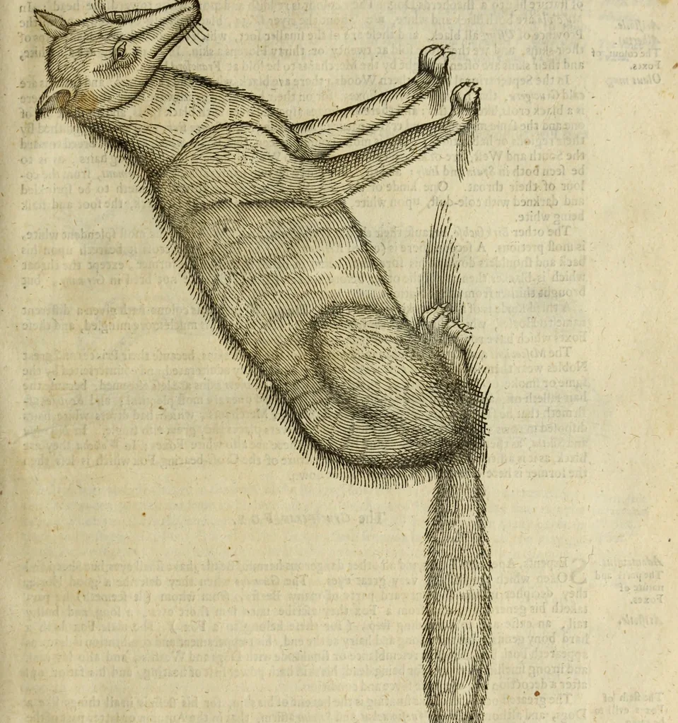 An illustration from The history of four-footed beasts and serpents., 1658, leaf 188