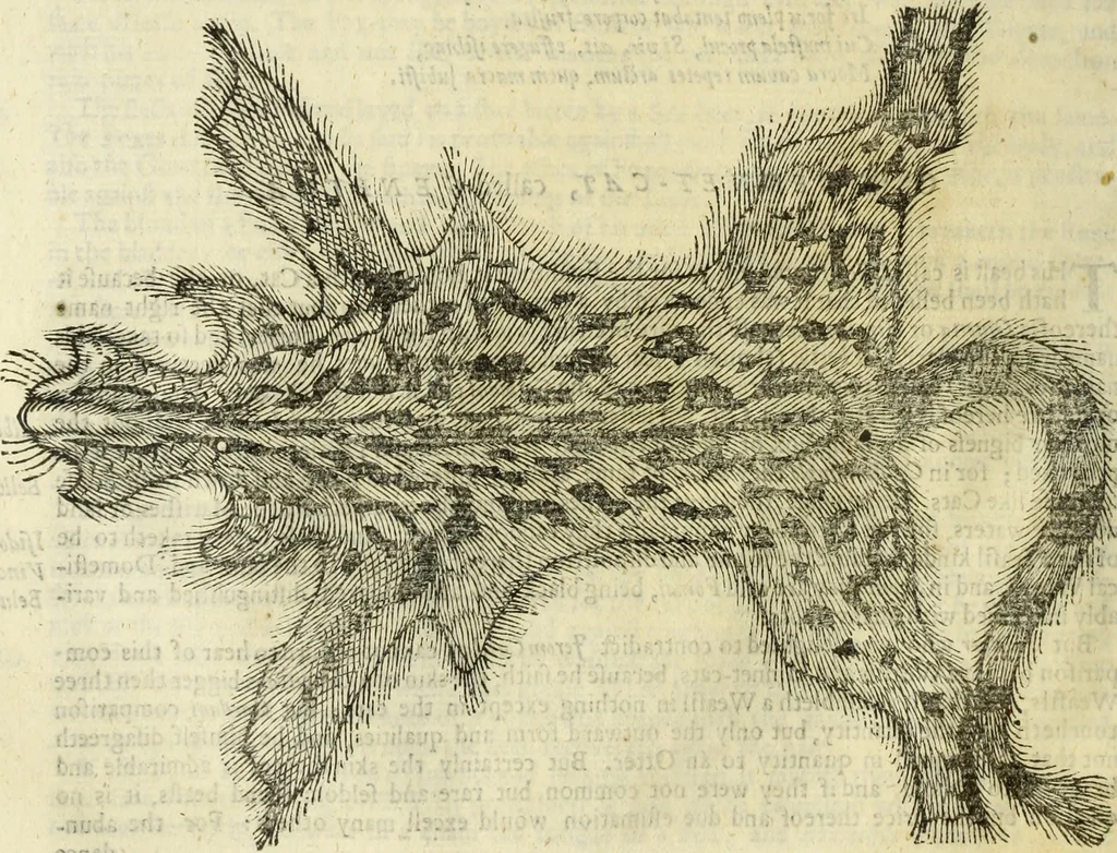 An illustration from The history of four-footed beasts and serpents., 1658, leaf 195