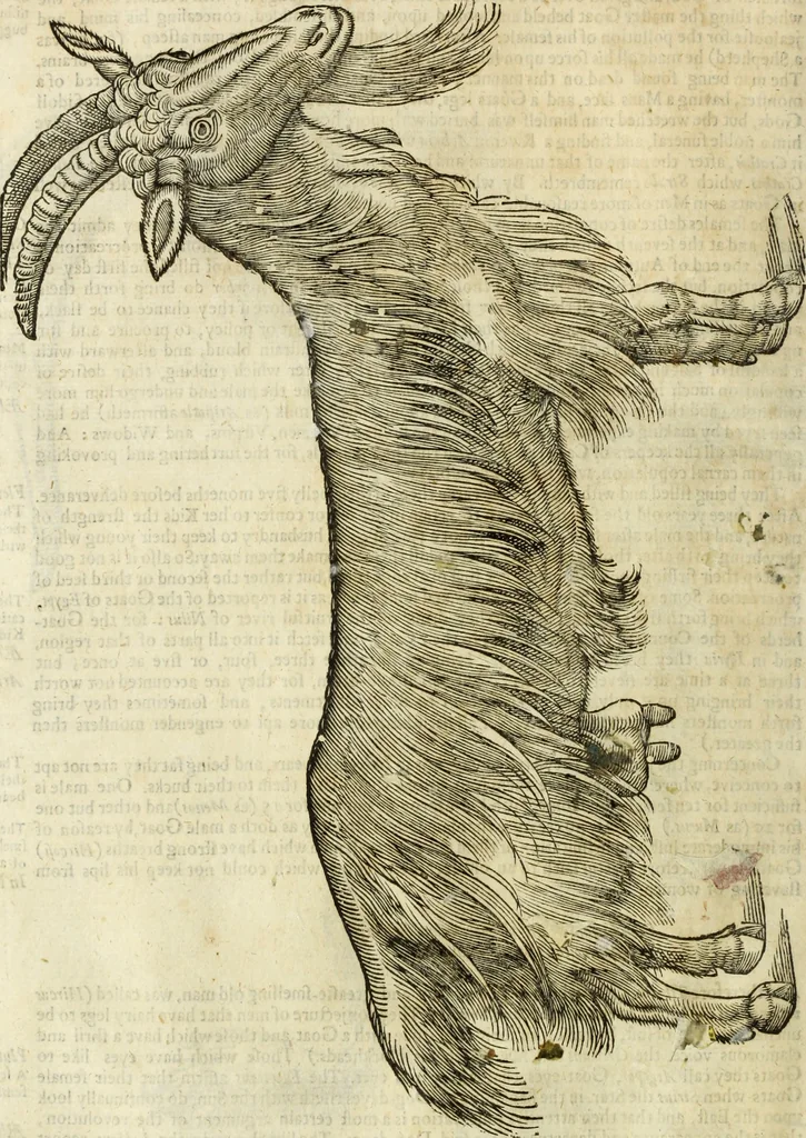 An illustration from The history of four-footed beasts and serpents., 1658, leaf 199