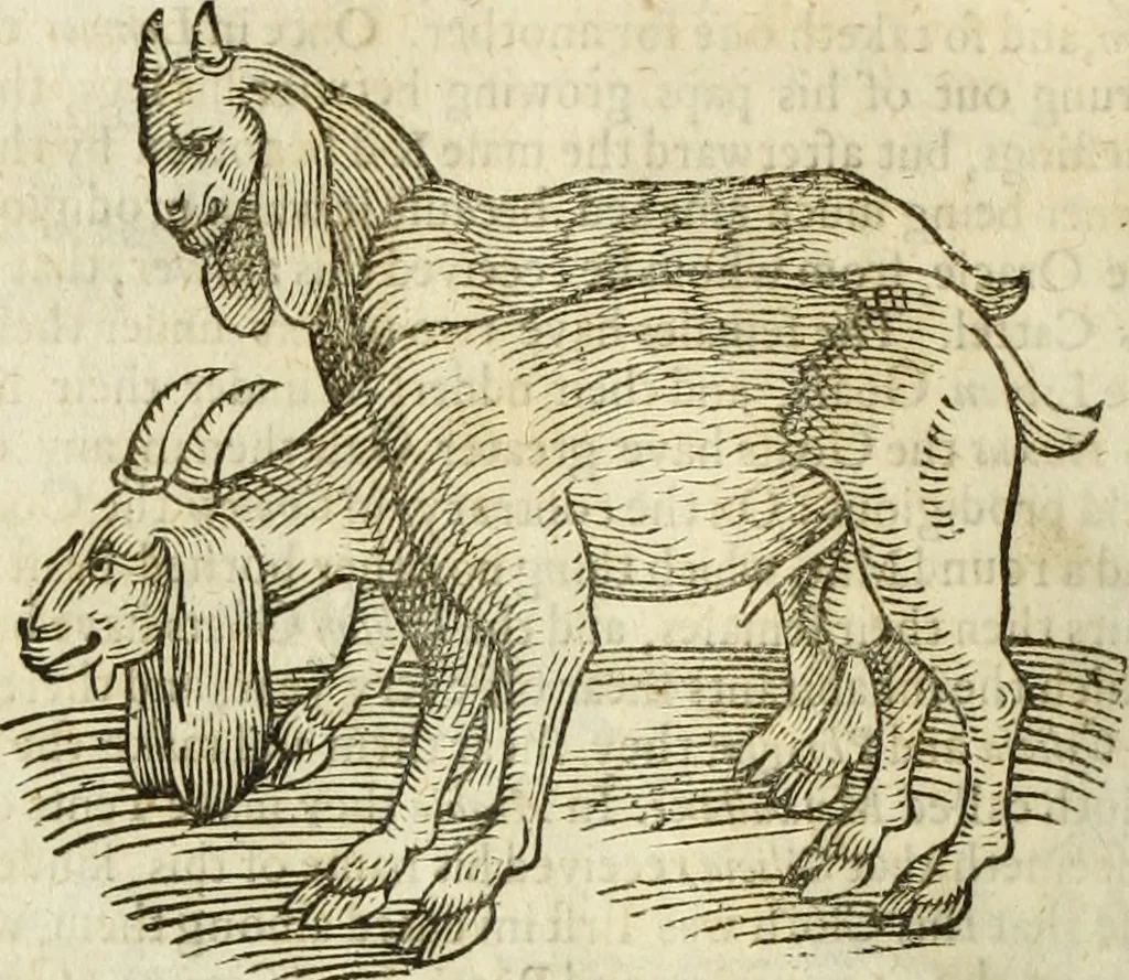 An illustration from The history of four-footed beasts and serpents., 1658, leaf 201