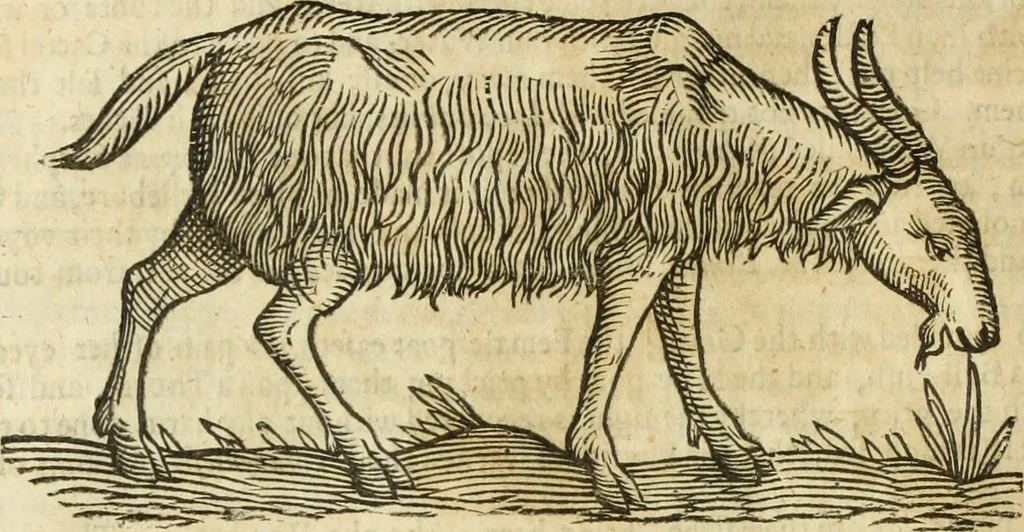 An illustration from The history of four-footed beasts and serpents., 1658, leaf 207