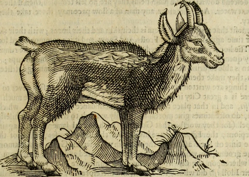 An illustration from The history of four-footed beasts and serpents., 1658, leaf 208