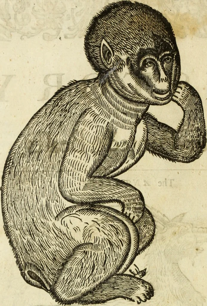 An illustration from The history of four-footed beasts and serpents., 1658, leaf 21