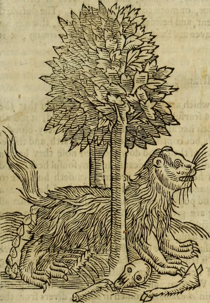 An illustration from The history of four-footed beasts and serpents., 1658, leaf 220