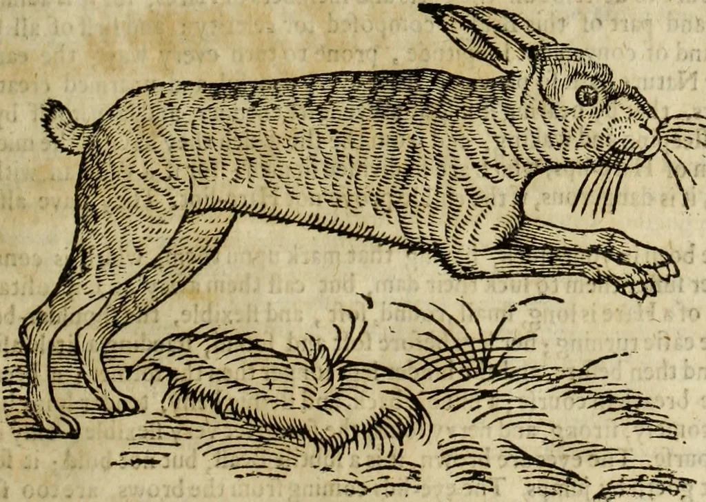 An illustration from The history of four-footed beasts and serpents., 1658, leaf 222