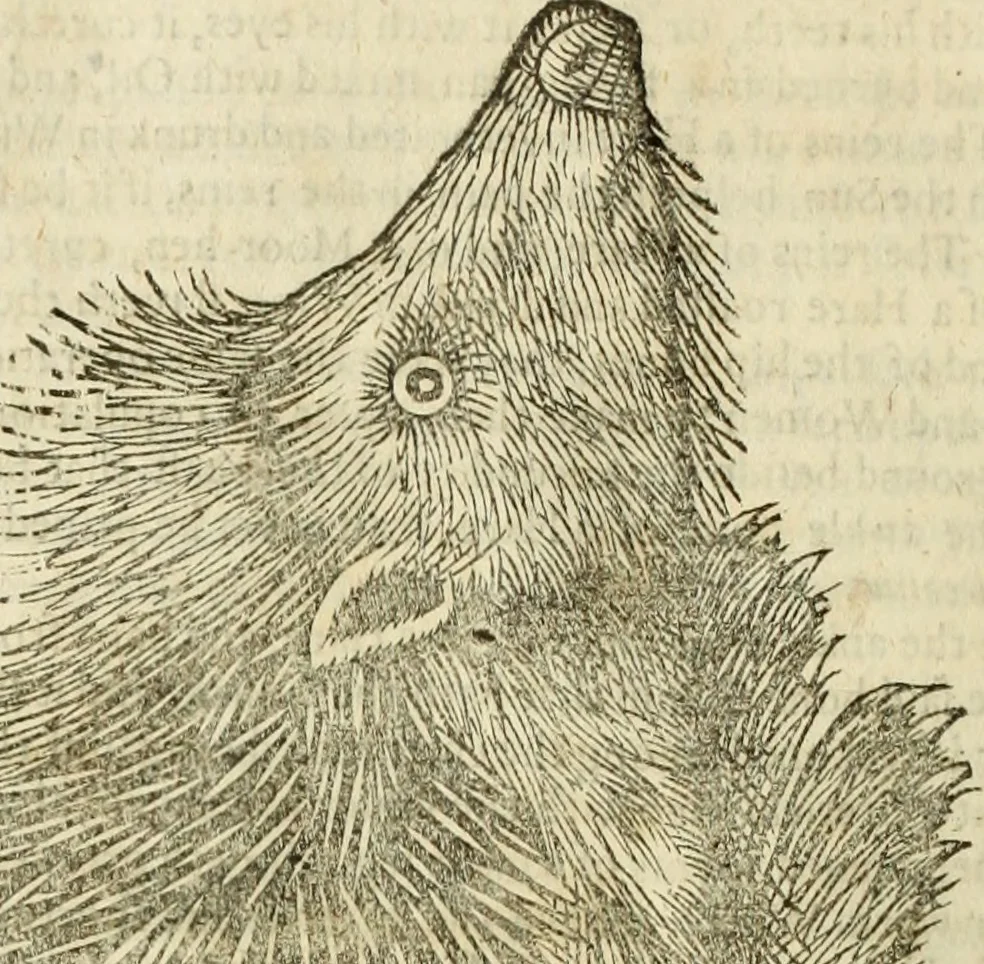An illustration from The history of four-footed beasts and serpents., 1658, leaf 233