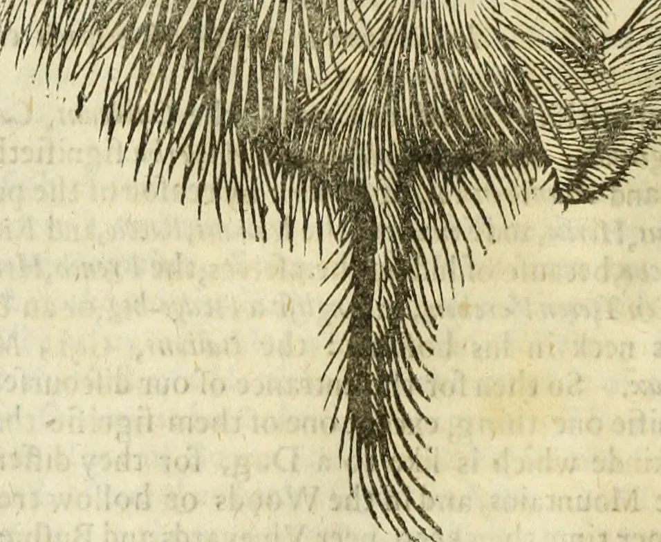 An illustration from The history of four-footed beasts and serpents., 1658, leaf 233