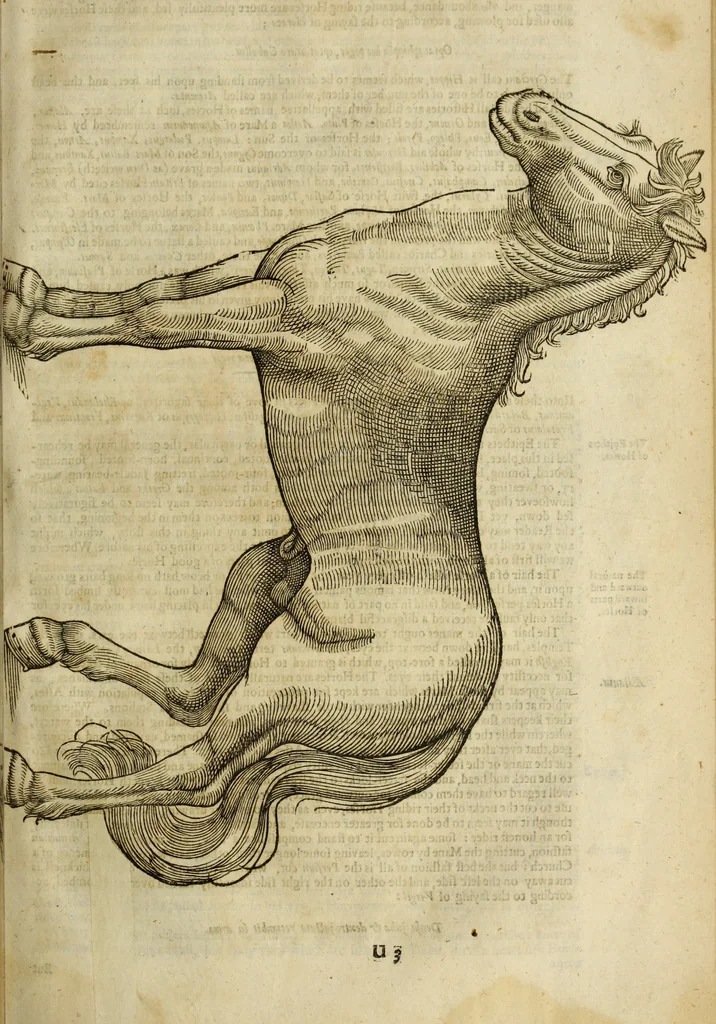An illustration from The history of four-footed beasts and serpents., 1658, leaf 236