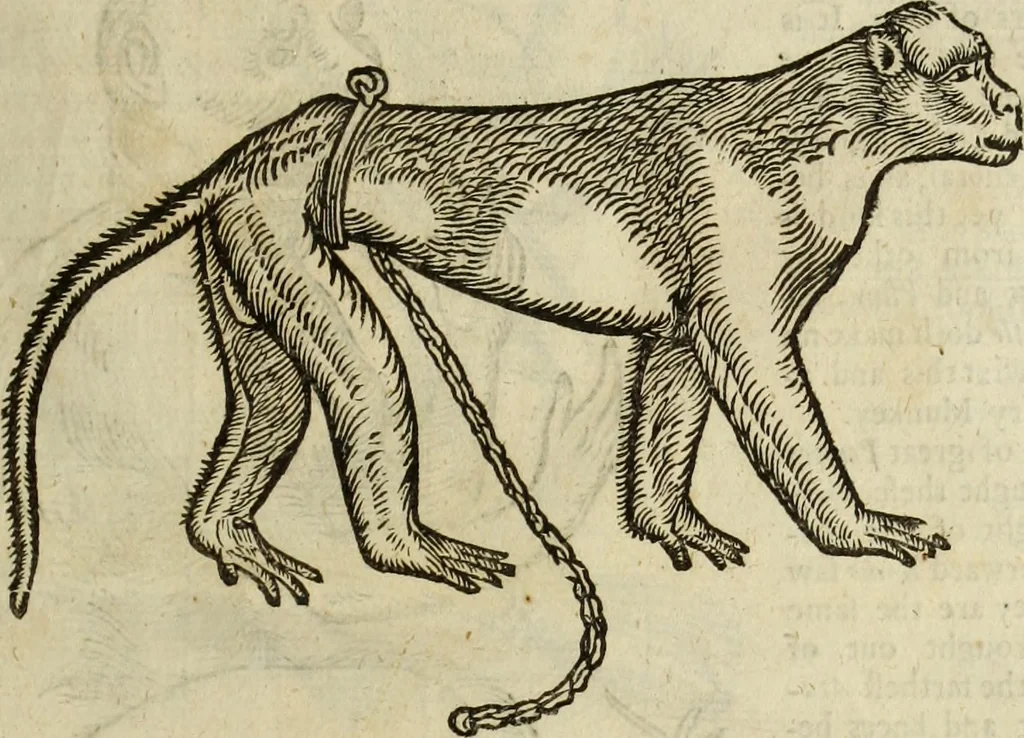 An illustration from The history of four-footed beasts and serpents., 1658, leaf 24