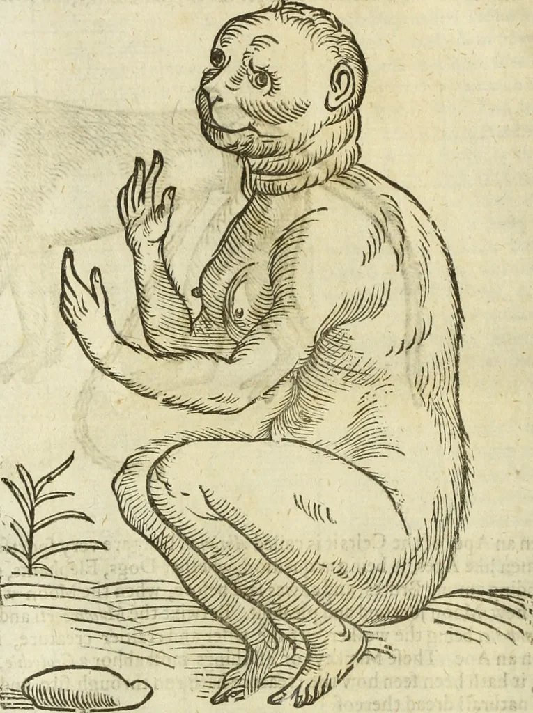 An illustration from The history of four-footed beasts and serpents., 1658, leaf 25