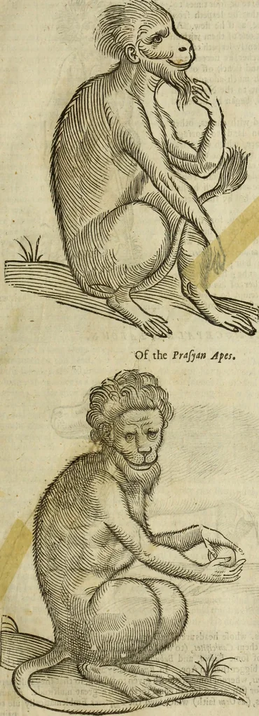 An illustration from The history of four-footed beasts and serpents., 1658, leaf 26