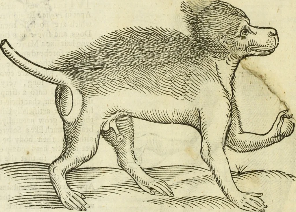 An illustration from The history of four-footed beasts and serpents., 1658, leaf 27