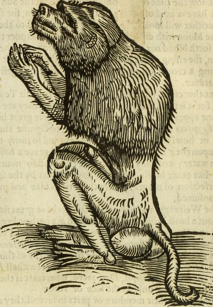 An illustration from The history of four-footed beasts and serpents., 1658, leaf 29