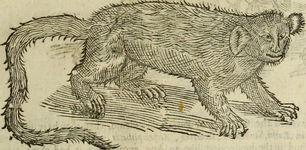 An illustration from The history of four-footed beasts and serpents., 1658, leaf 30