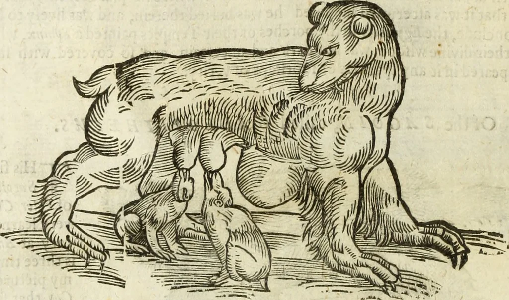 An illustration from The history of four-footed beasts and serpents., 1658, leaf 31