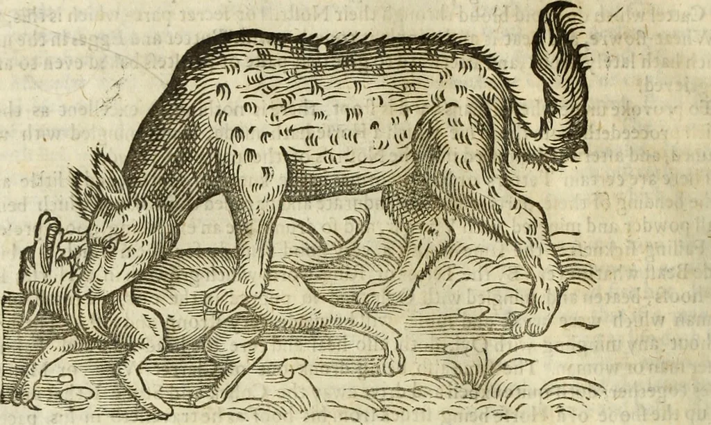 An illustration from The history of four-footed beasts and serpents., 1658, leaf 355