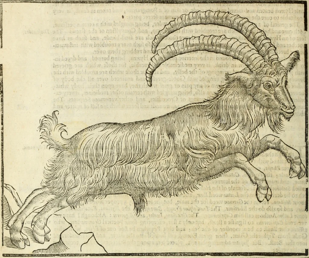 An illustration from The history of four-footed beasts and serpents., 1658, leaf 363