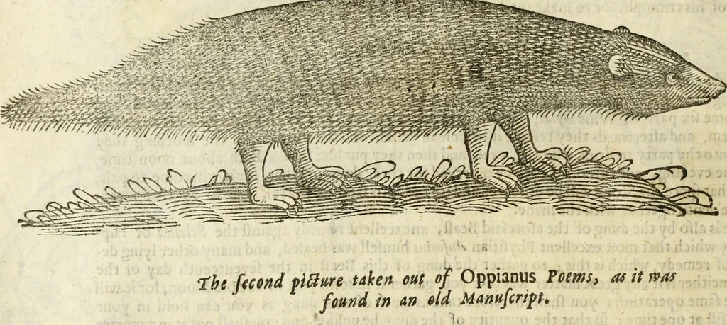 An illustration from The history of four-footed beasts and serpents., 1658, leaf 365