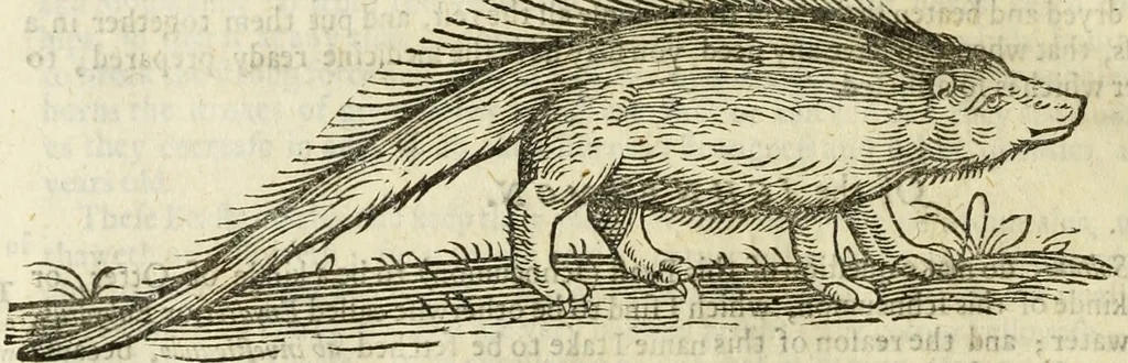 An illustration from The history of four-footed beasts and serpents., 1658, leaf 365